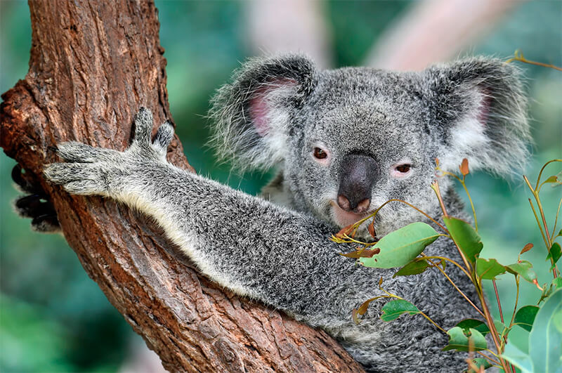 Koala Informaci N Caracter Sticas Y Curiosidades