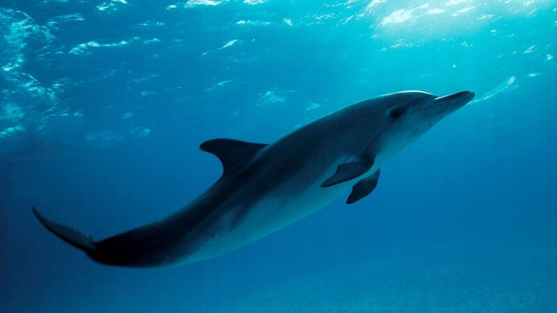 The dolphin is said to be one of the most intelligent mammals
