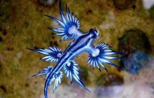 Babosa de mar