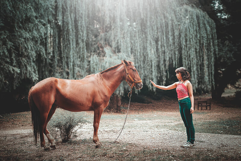 El caballo es el animal doméstico más importante para la humanidad