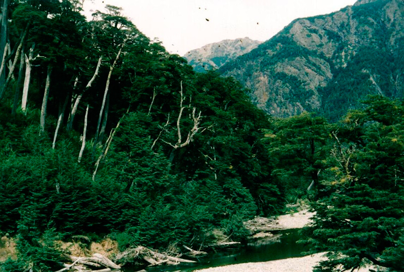 Bosque Chileno