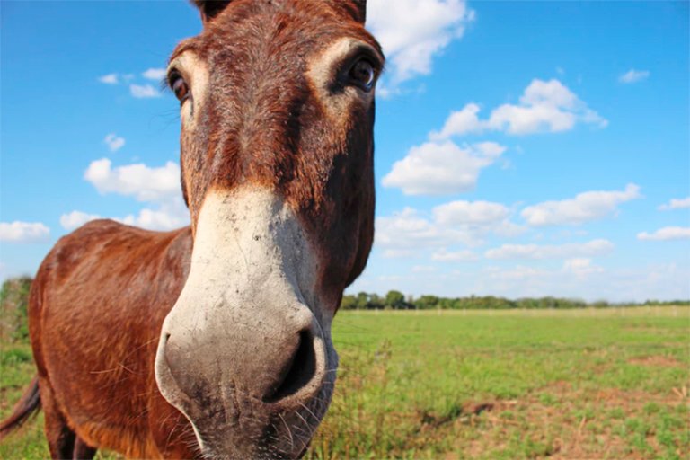 Burro - Información, características y curiosidades
