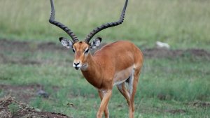 Impala