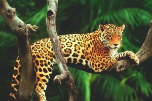 Jaguar