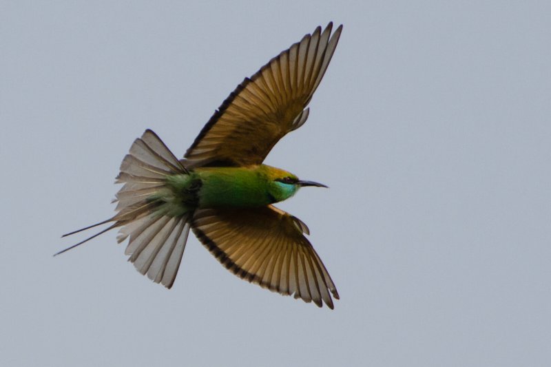 Un abejaruco esmeralda en pleno vuelo