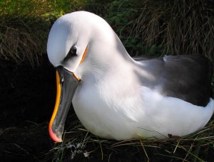 Albatros