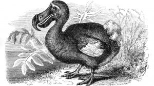 Dodo