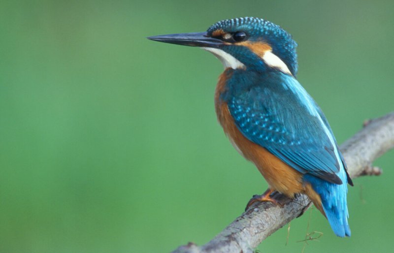 Este precioso animal tiene un plumaje precioso. Considerado por muchos, el martín pescador es el ave más bonita.