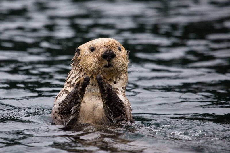 Nutria - Qué es, características, definición y concepto