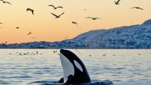 Orca