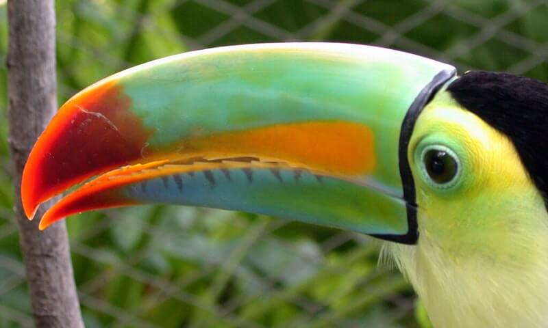 El tucán pico iris es un ave muy sociable.