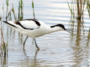 Avoceta