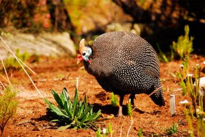 Gallina de Guinea