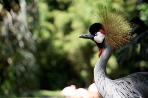 Grulla