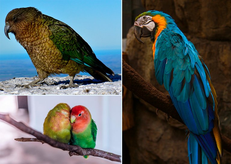 Loro - Información, características y curiosidades