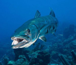 Barracuda