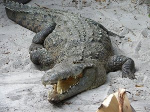 Cocodrilo