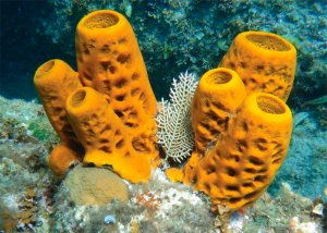 Esponjas de mar