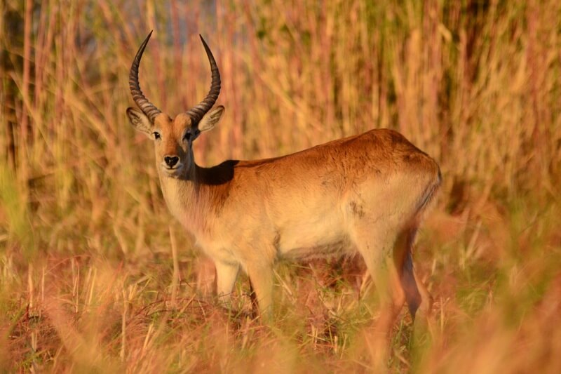 antílope lechwe