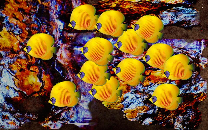Bancos de peces mariposa