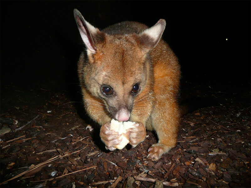 Zarigüeya comiendo