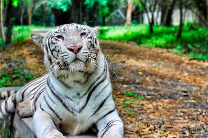 Tigre albino