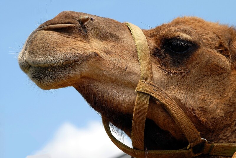 La mayoría de los camellos viven domesticados y no en estado salvaje.