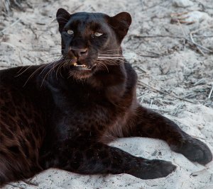 Pantera negra