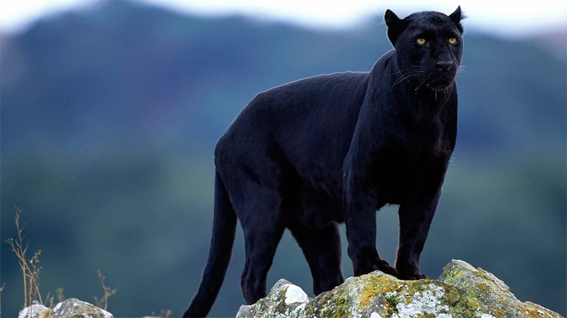 Leopardo negro
