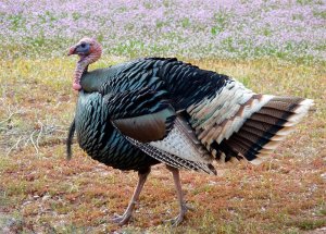 Pavo