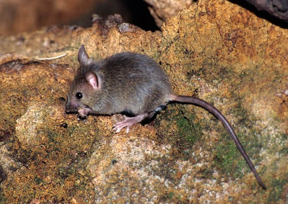 Ratón común - Información, características y curiosidades