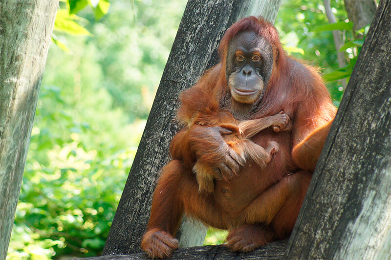 Orangután hembra con su cría en un zoológico de Estados Unidos