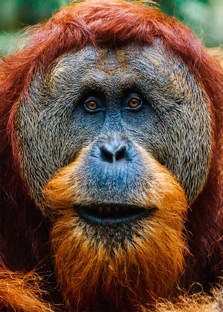 Primer plano de un orangután macho