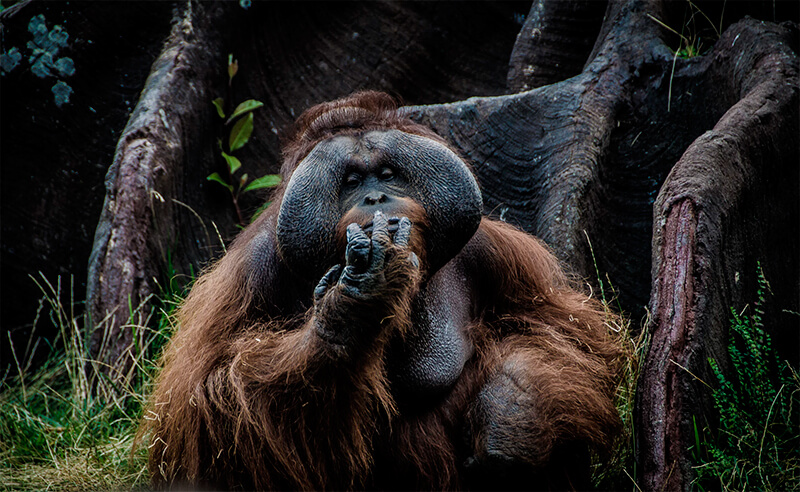 Orangután de Borneo (Pongo pygmaeus)