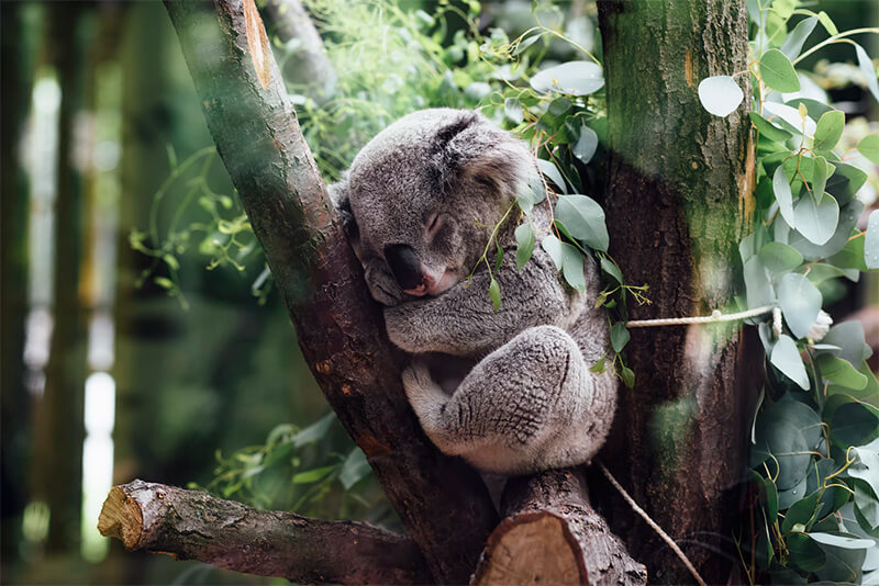 Koala durmiendo