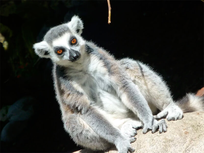 Foto frontal de un lémur