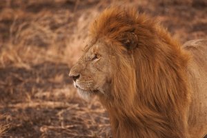 León