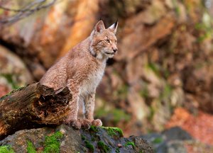 Lince