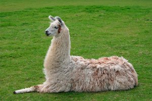 Llama