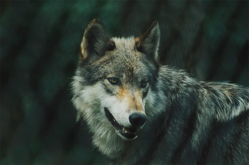 Lobo - Información, características y curiosidades